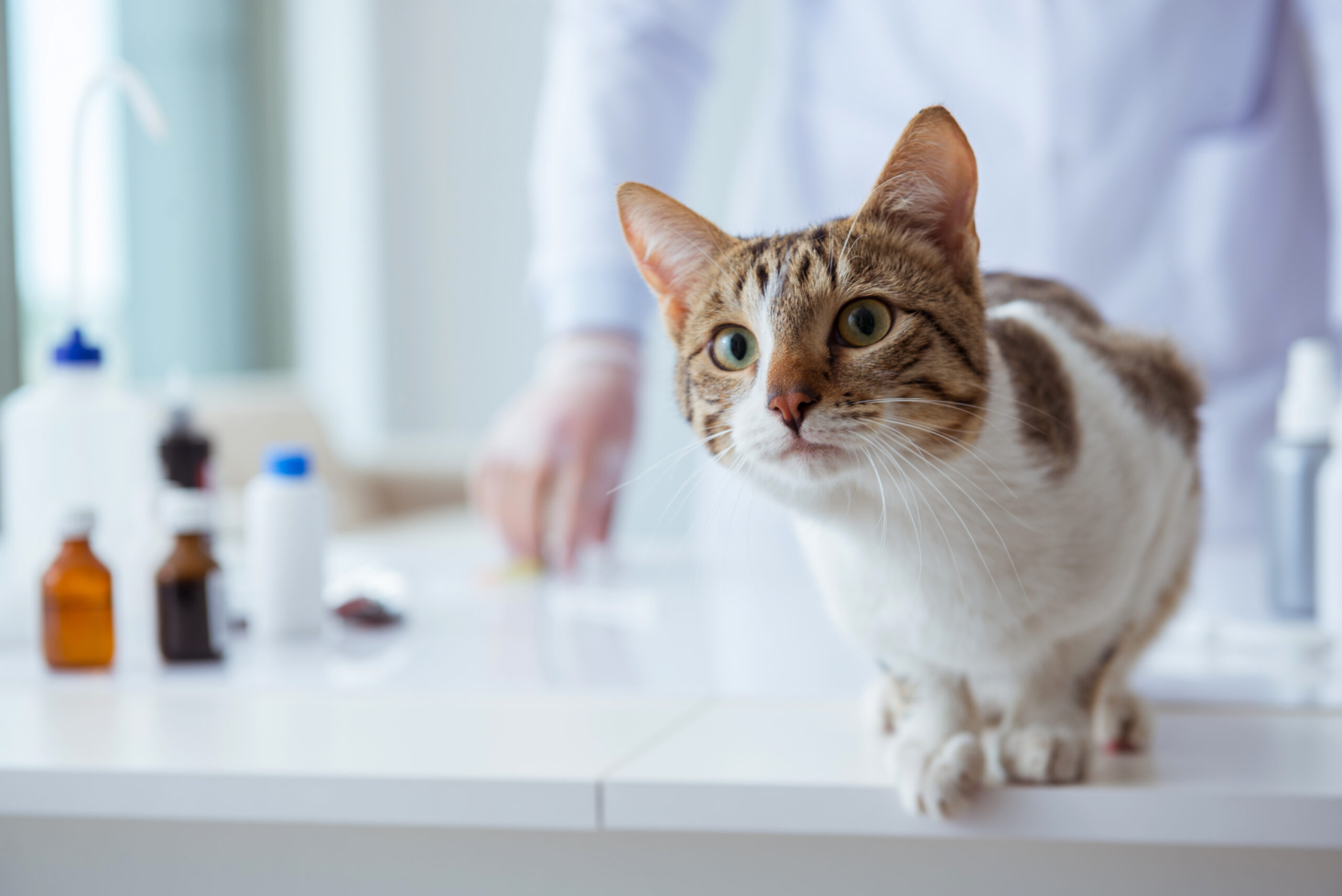 Cat visiting vet for regular check up